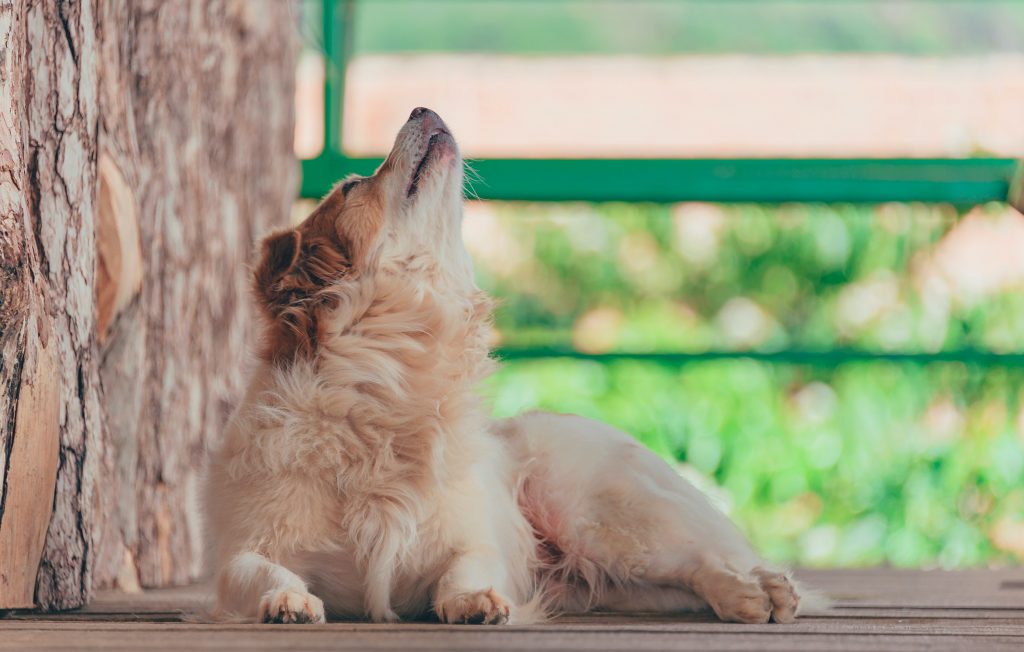 Mikebnb Blog - Porque é que os cães uivam?