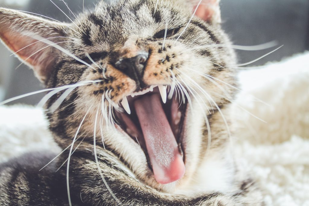 Como limpar os dentes do gato?