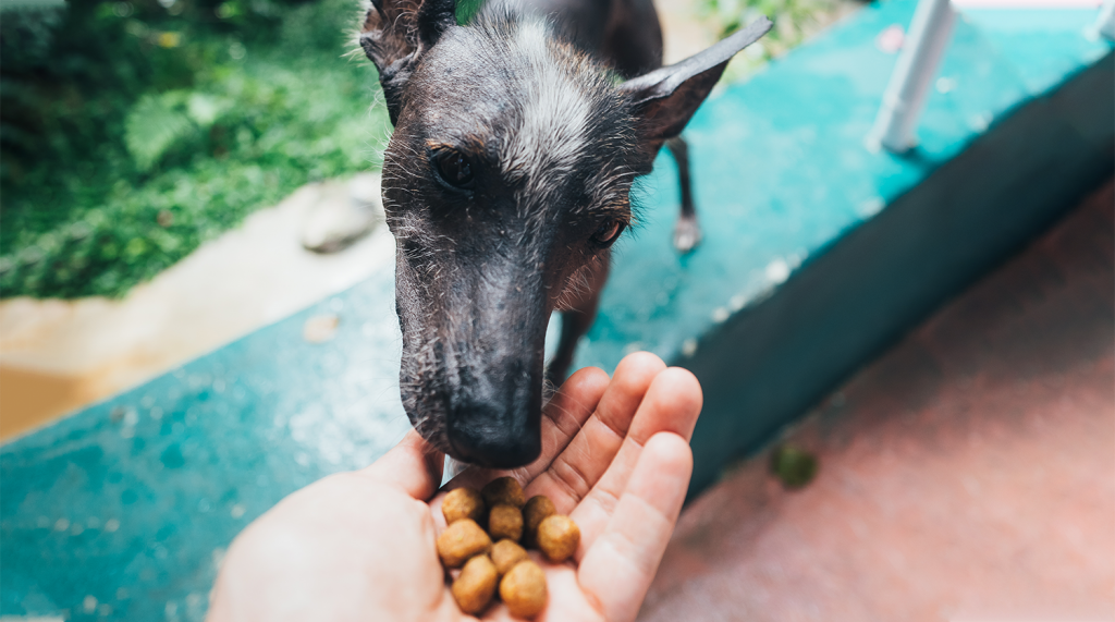 Mikebnb Comunidade de Pet sitting - O meu cão não tem apetite