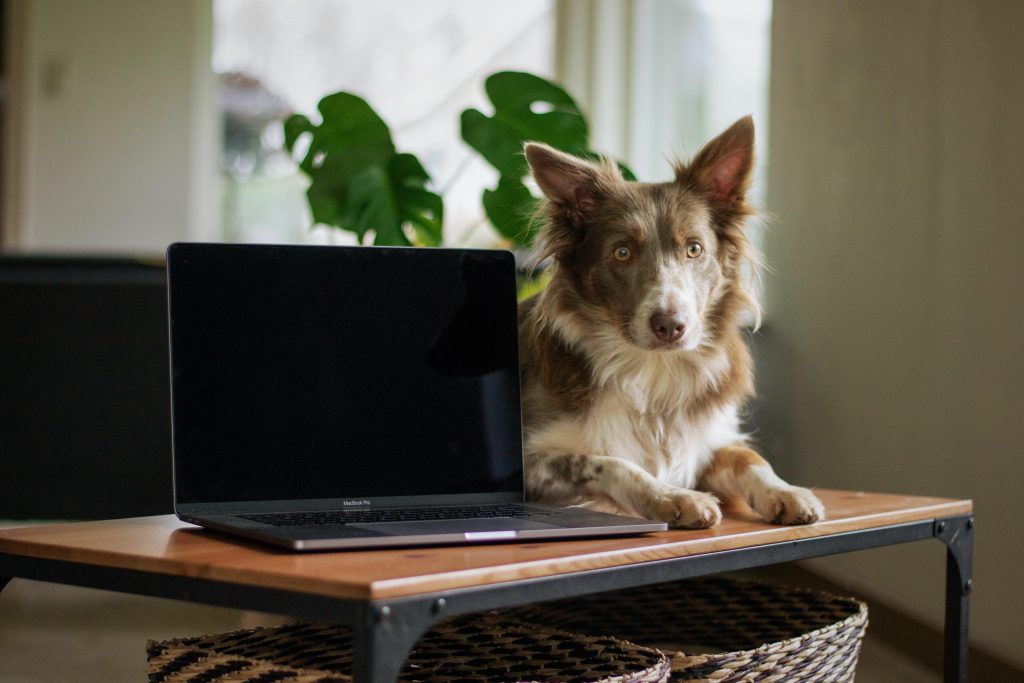 Mikebnb Comunidade de Pet sitting