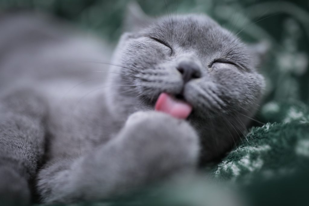 Porque é que os gatos se lambem tanto?