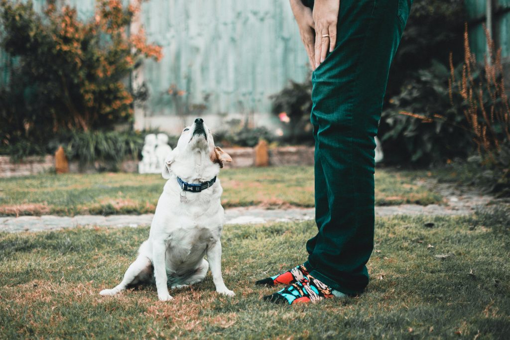 o que fazer para o meu cachorro parar de comer fezes?