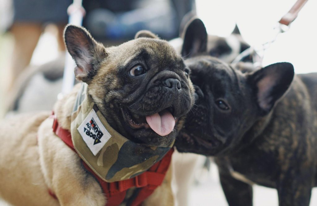 o primeiro encontro entre dois cães