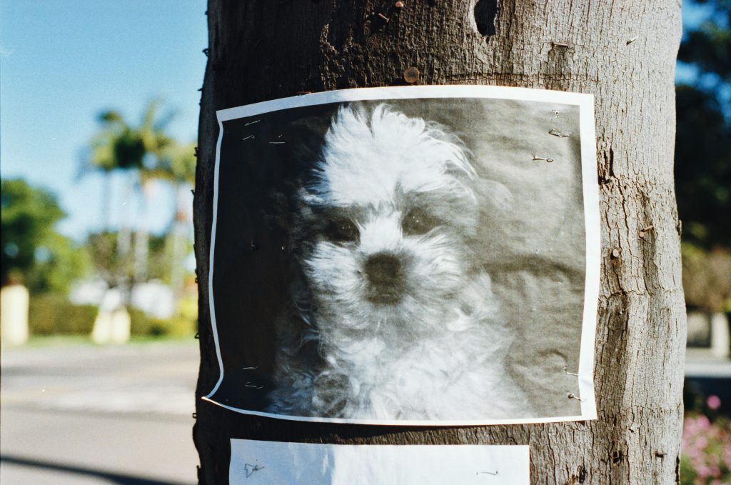 Encontrei um animal perdido