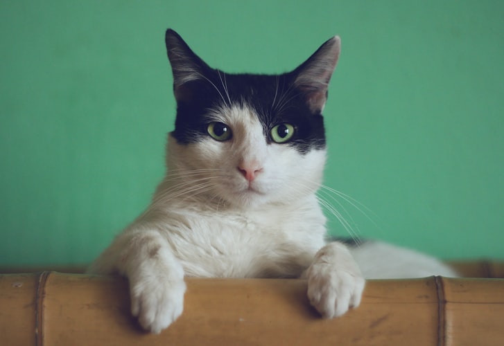 Blog sobre Gatos