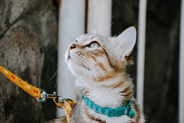 Blog sobre Gatos
