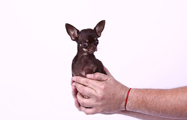 cão mais pequeno do mundomiracle milly chihuahua