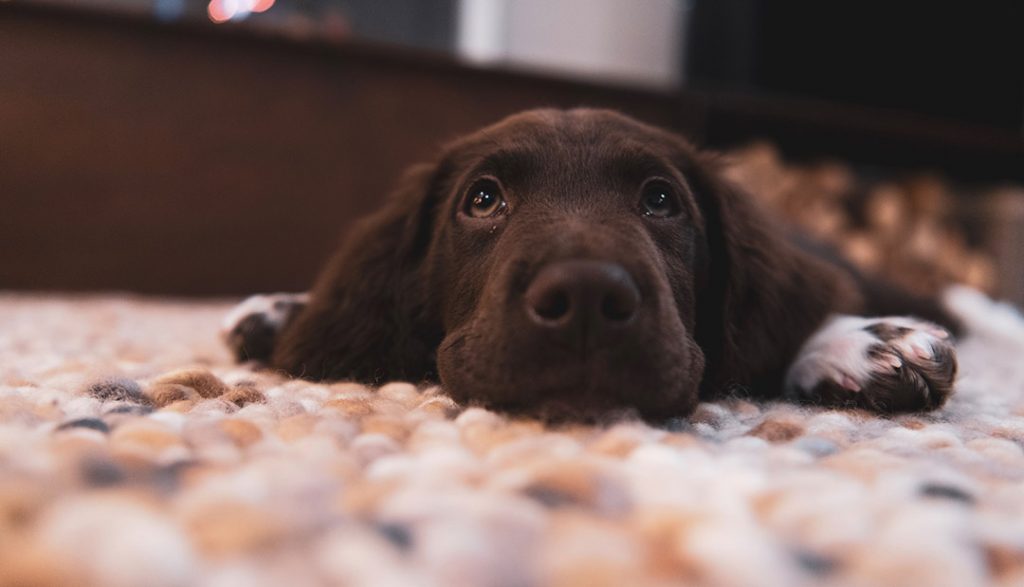 O cão mais fofo