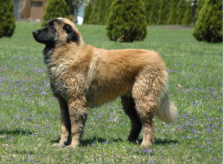 Cão serra da estrela