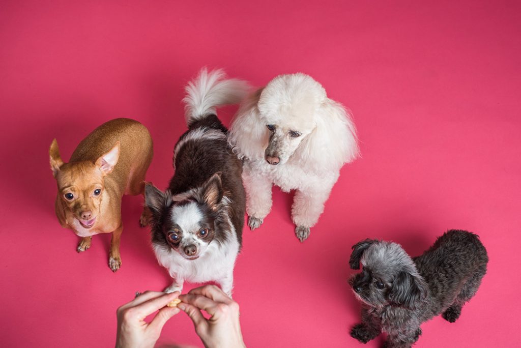 Quantas raças caninas existem no mundo