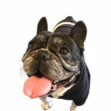 Pet sitter