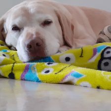 Pet sitter
